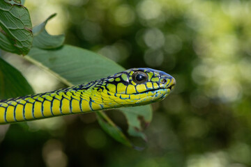 Beautiful colours of an adult male boomslang (Dispholidus typus), also known as a tree snake or African tree snake, as it slithers through a small tree