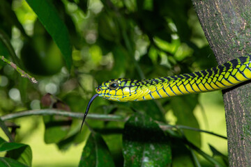 The vibrant colours of a highly venomous adult male boomslang (Dispholidus typus), also known as a tree snake or African tree snake 