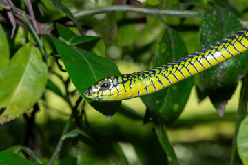 The vibrant colours of a highly venomous adult male boomslang (Dispholidus typus), also known as a tree snake or African tree snake 
