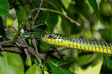 The vibrant colours of a highly venomous adult male boomslang (Dispholidus typus), also known as a tree snake or African tree snake 