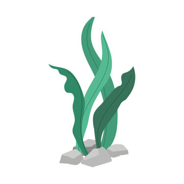 Green algae, sea grass, underwater seaweed plant isolated on white background. Vector illustration