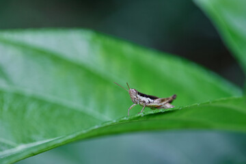 Grasshopper on leaf