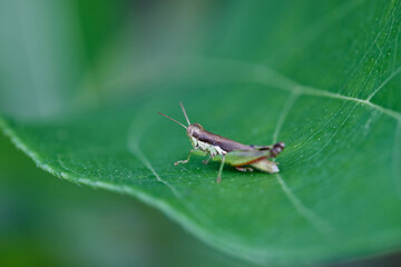 Grasshopper on leaf