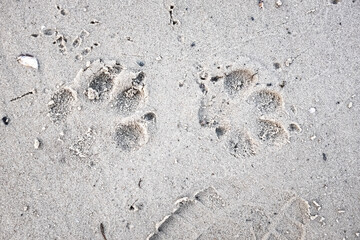Traces of a wolf in the snow, traces in the snow. traces of the beast, traces in the snow. The footprints of the beast on the white snow in winter. Everything is covered with snow.