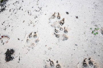 Traces of a wolf in the snow, traces in the snow. traces of the beast, traces in the snow. The footprints of the beast on the white snow in winter. Everything is covered with snow. © Taras