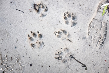 Traces of a wolf in the snow, traces in the snow. traces of the beast, traces in the snow. The footprints of the beast on the white snow in winter. Everything is covered with snow.