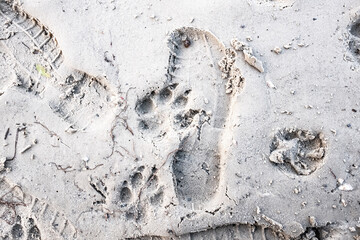 Traces of a wolf in the snow, traces in the snow. traces of the beast, traces in the snow. The footprints of the beast on the white snow in winter. Everything is covered with snow.