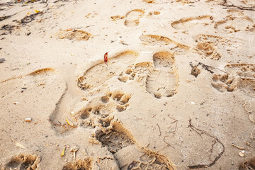 Traces of a wolf in the snow, traces in the snow. traces of the beast, traces in the snow. The footprints of the beast on the white snow in winter. Everything is covered with snow.