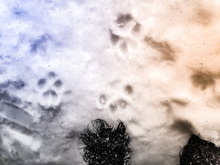 Traces of a wolf in the snow, traces in the snow. traces of the beast, traces in the snow. The footprints of the beast on the white snow in winter. Everything is covered with snow.