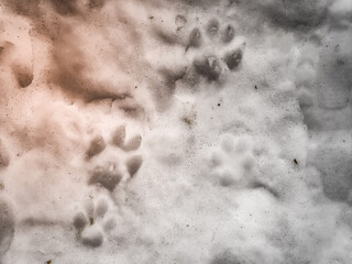 Traces of a wolf in the snow, traces in the snow. traces of the beast, traces in the snow. The footprints of the beast on the white snow in winter. Everything is covered with snow.