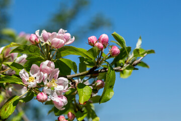 Pretty pink blossom in the spring sunshine, with a shallow depth of field
