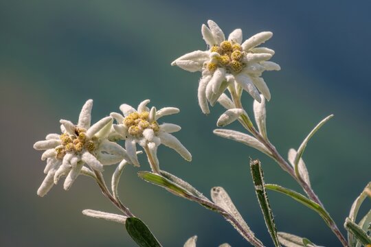 Edelweiss (Leontopodium nivale): The enchanting flower of alpine majesty. Spring close-up of the iconic mountain flower