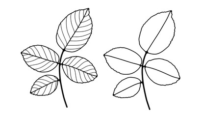 Black and white hand drawn illustration with two branches and leaves. Black outline of branches on a white background