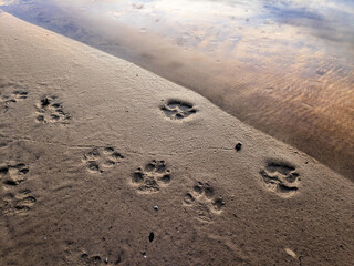 Traces of a wolf in the snow, traces in the snow. traces of the beast, traces in the snow. The footprints of the beast on the white snow in winter. Everything is covered with snow.
