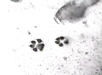 Traces of a wolf in the snow, traces in the snow. traces of the beast, traces in the snow. The footprints of the beast on the white snow in winter. Everything is covered with snow.