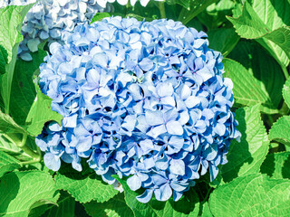 Close-up of a hydrangea plant in a green garden on a sunny day.