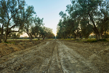along road through Olives trees field. mediterranean olive field ready for harvest