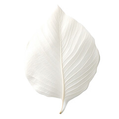 White leaf isolated on transparent background Generative Ai