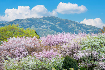 色々な満開の桜と春の山（雲あり）