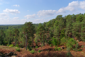 Fototapeta na wymiar Forest path Denecourt 11 in the Restant du Long Rocher rock. Fontainebleau forest