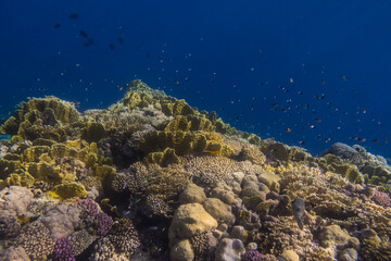 beautiful different corals with little fishes during snorkeling