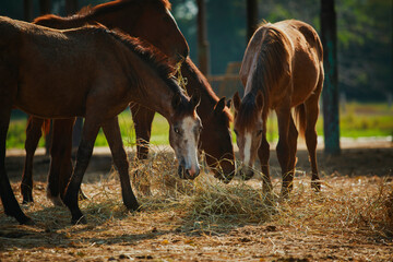 group of female horses eating dry grass at ranch farm