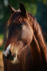 close up head of female horse standing outdoor - 730804722