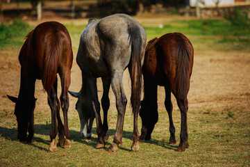 rear of of three female horses eating grass on farm field