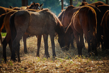 group of female horses eating dry grass at ranch farm - 730804760