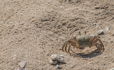 large crab running very fast over fine sand at the beach