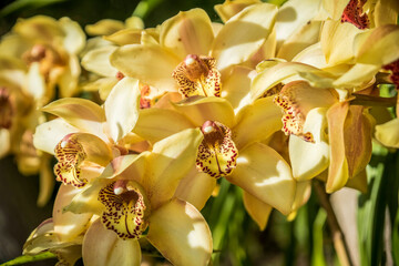 Orchid flowers in the Monte Palace Tropical Garden in Madeira Island, Portugal