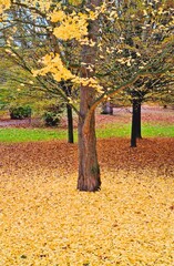 Tree with golden foliage and many yellow fallen leaves around in autumn
