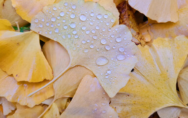 dew drops on a yellow ginkgo leaf