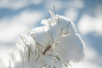 a lot of snow. winter. snow on the branches. winter nature.