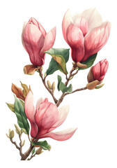 Surrealistic portrayals of magnolias