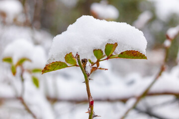 a lot of snow. winter. snow on the branches. winter nature.