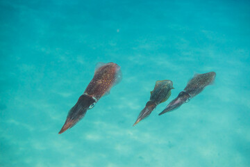three bigfin reef squid hovering in the water and looking into the camera