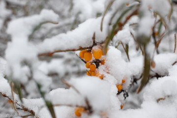 a lot of snow. winter. snow on the branches. winter nature.