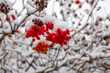 a lot of snow. winter. snow on the branches. winter nature.