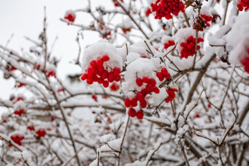 a lot of snow. winter. snow on the branches. winter nature.