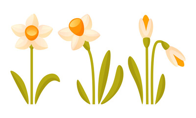 Vector set of white daffodils on a white background. Early spring garden flowers. Bouquet of daffodils. Set of daffodils in different growth states, clipart for greeting cards, posters, banner.
