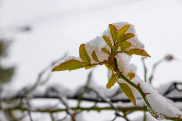 a lot of snow. winter. snow on the branches. winter nature.