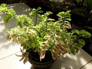 Zig zag plant in a pot under morning sunlight