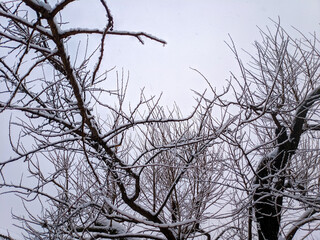 a lot of snow. winter. snow on the branches. winter nature.