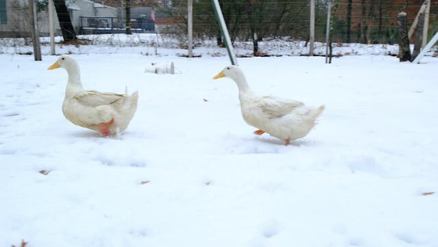 Slow motion of two white ducks run or trudge through snow covered ground while animals being cage free raised through winter season freely roaming in outdoor enclosure.