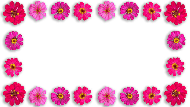 daisy, garbera,  Alpine aster, zinnia Thumbelina flowers frame 