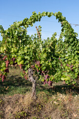 Fototapeta na wymiar Mittelbergheim, France - 09 10 2020: Alsatian Vineyard. Panoramic view of vine fields along the wine route .
