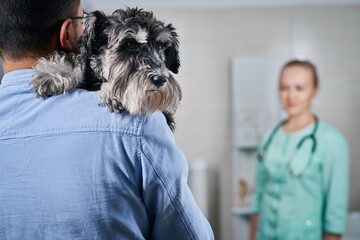 Domestic dog with the owner at veterinarian