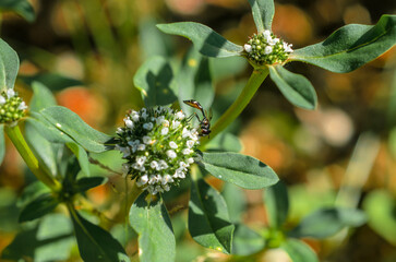 Fototapeta premium flores