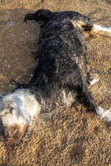 Dead sheep in the desert. The death of small cattle from starvation and lack of water. Global warming brings reduction in pastures and livestock